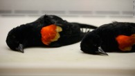t1larg.dead.birds.cnn